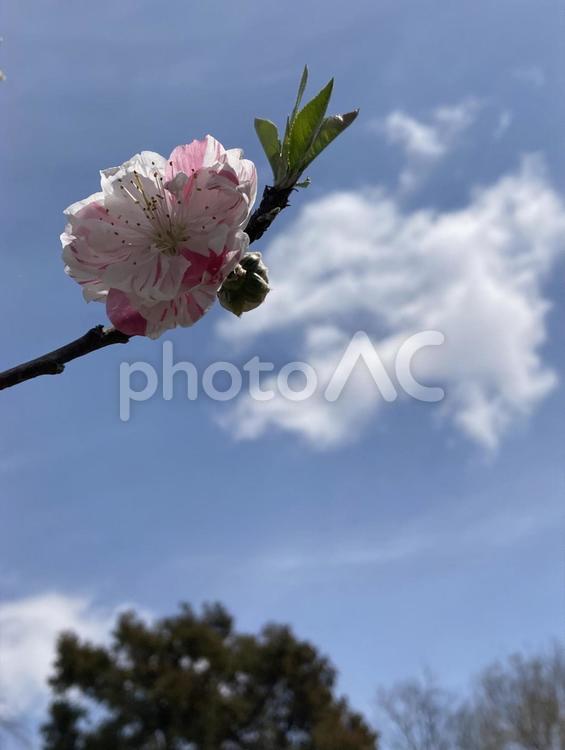 春の青空に映える桃の花 花桃,ハナモモ,桃の写真素材