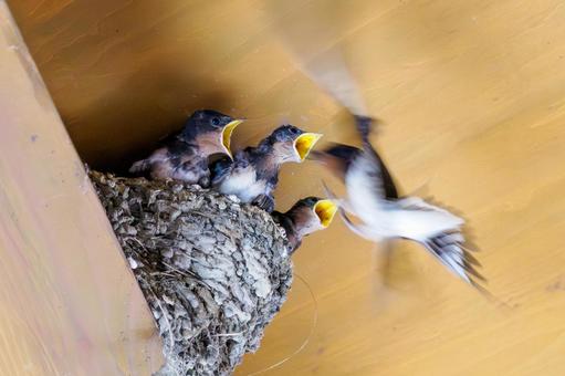 ツバメの雛⒁ ツバメの雛⒁の写真