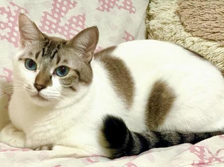 お座りしてくつろぐシャム系猫様 お座りしてくつろぐシャム系猫様 猫,シャムトラ,微睡むの写真素材