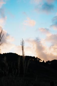 秋空 秋,ススキ,冬の写真素材