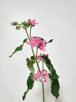 ピンクスター(オキシペタラム) ピンクスター(オキシペタラム)の写真