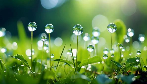 水玉の植物 水玉の植物の写真