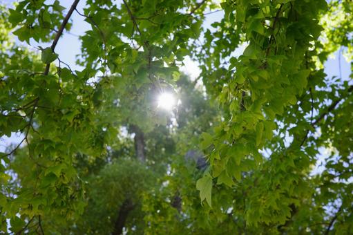 Sunlight filtering through the trees, sunbeams leaves, sunlight, wood, JPG