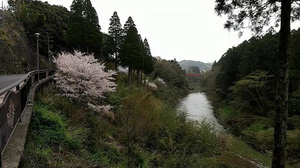 千葉県・大多喜町・夷隅川と桜 千葉県・大多喜町・夷隅川と桜の写真