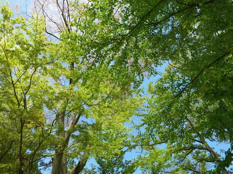 Trees Fresh greenery, JPG Trees Fresh greenery, JPG