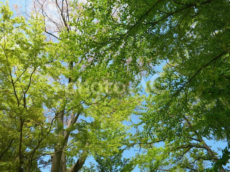 樹木　新緑 自然,木の枝,木漏れ日の写真素材