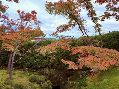 青空と紅葉 青空と紅葉 紅葉,モミジ,秋の写真素材