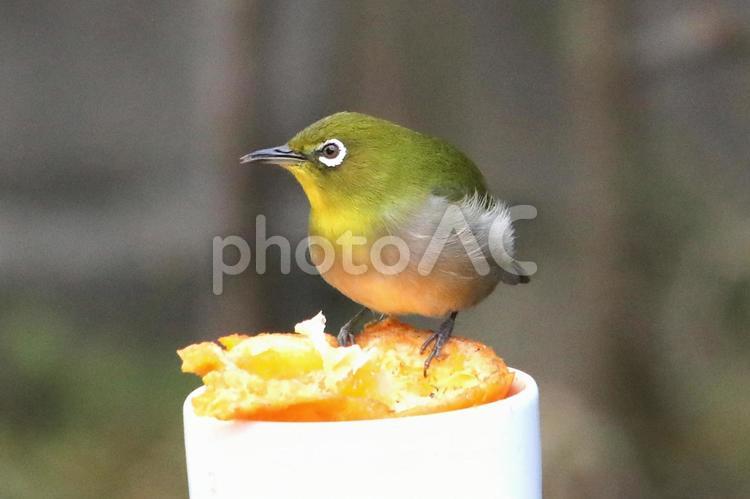 めじろとみかん 動物,鳥,野鳥の写真素材