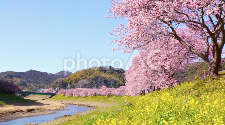 桜と菜の花と川 さくら,桜,菜の花の写真素材