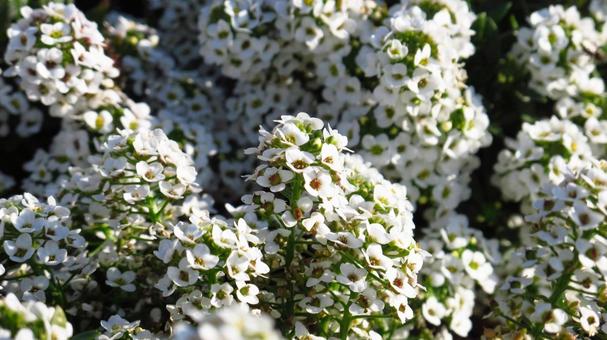 Photo, autumn, sky, flower, 