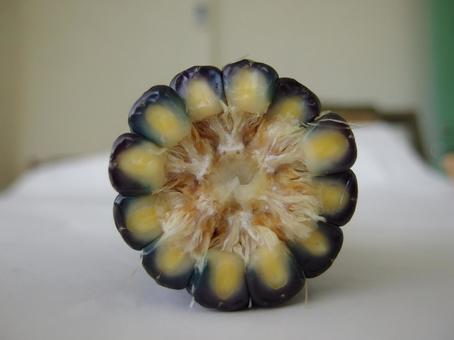 もちきび とうもろこし とうきび もちきび とうもろこし とうきび もちきび,とうもろこし,とうきびの写真素材