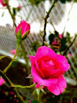 薔薇 薔薇,バラ,花の写真素材