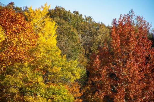 赤黄緑が織りなす秋の山のグラデーション 紅葉,秋,グラデーションの写真素材