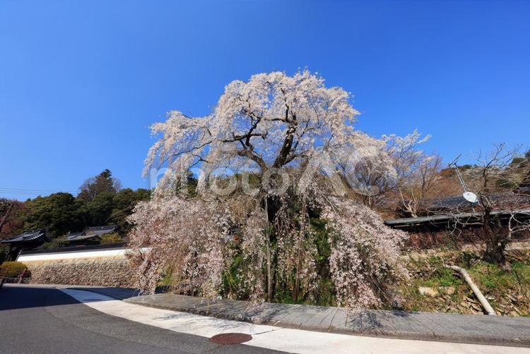 弾正糸桜（しだれ桜） 弾正糸桜,彈正糸桜,だんじょういとざくらの写真素材