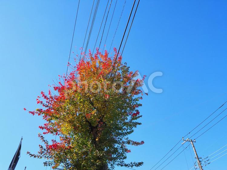 東京　東大和市　新青梅街道の紅葉 紅葉,木,モミジの写真素材