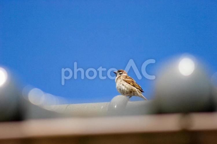 屋根の上のスズメ スズメ,雀,鳥の写真素材