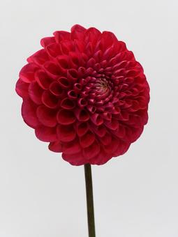 赤色のダリアの花 花,ダリア,植物の写真素材