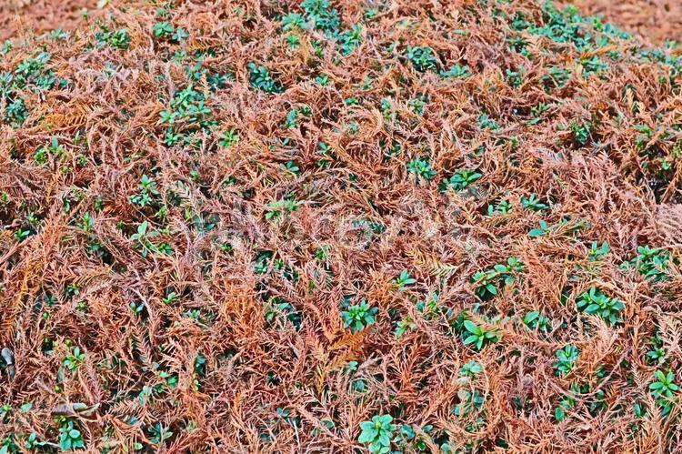 針葉樹　落ち葉　紅葉　　２ テクスチャ,紅葉,風景の写真素材
