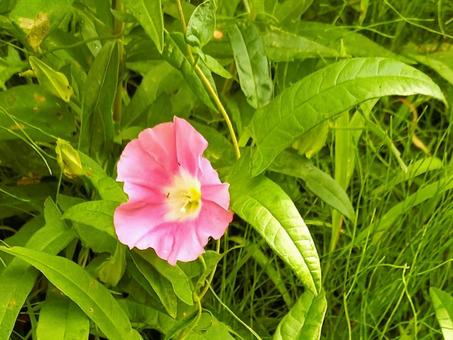 草むらに咲く昼顔 草むらに咲く昼顔 昼顔,ピンクの花,自然の写真素材