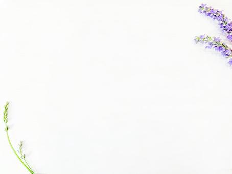 Plant Frame, JPG