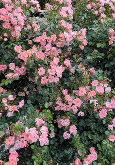 バラ　薔薇の写真