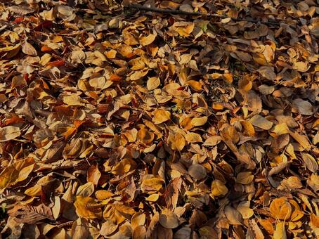 落ち葉　茶色 落ち葉,秋,茶色の写真素材