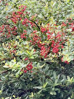 トキワサンザシ の写真