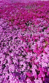 Moss Phlox, JPG Moss Phlox, JPG