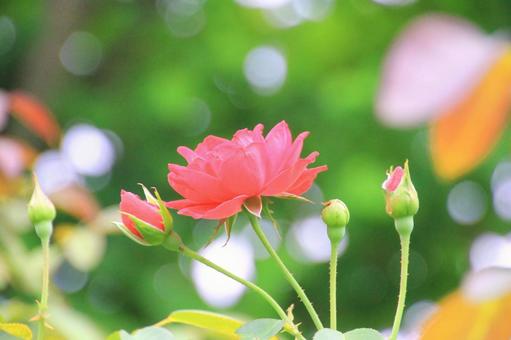 Red rose flower, JPG Red rose flower, JPG