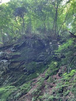 苔むした岩壁と深い森が広がる渓谷 岩壁,苔,森林の写真素材