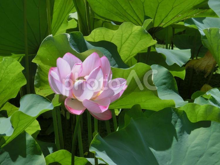 蓮の花 ピンク,朝,緑の写真素材