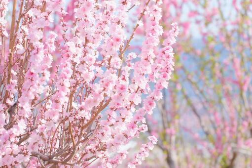 花桃園に咲いていた満開の花桃 桃の花,花桃,花の写真素材