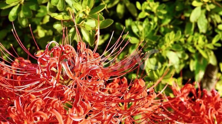 彼岸花（曼珠沙華） 彼岸花,花,曼珠沙華の写真素材