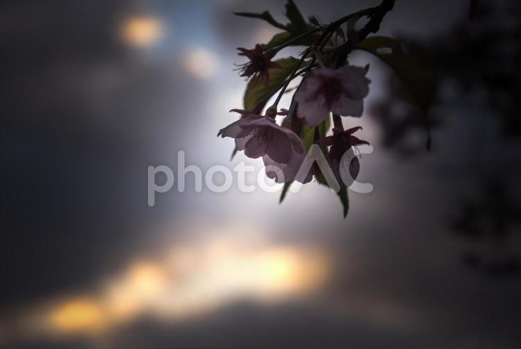 ＜五島の春の風景＞夜明けの奥浦町の河津桜 河津桜,桜,花の写真素材