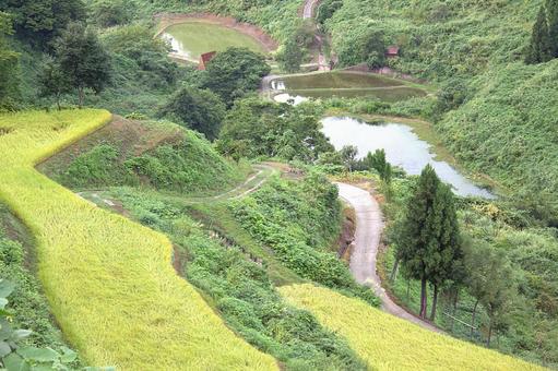 新潟山古志 棚田 新潟山古志 棚田 棚田,木,緑の写真素材