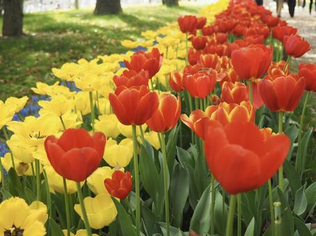 Beautiful colorful tulips blooming, JPG