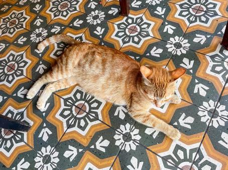 トルコ イスタンブールの猫 トルコ イスタンブールの猫の写真
