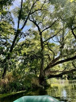 ボートから見る水面を覆う夏の木陰 夏,新緑,木の写真素材