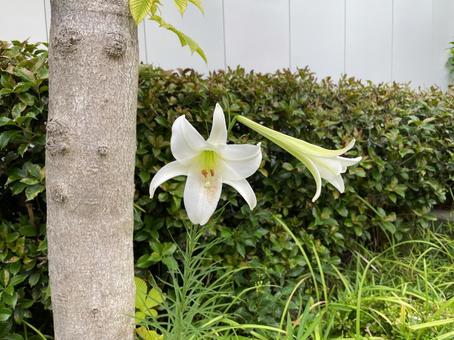 ユリの花 ユリの花の写真