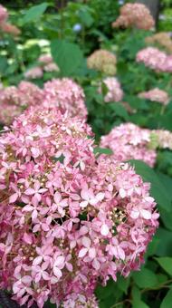 紫陽花 紫陽花の写真