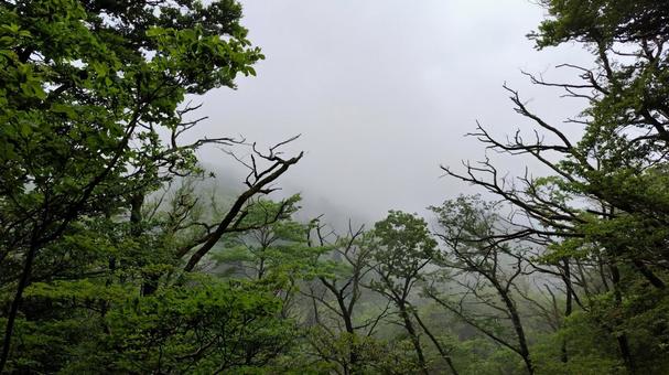 霧の中の林 霧の中の林 樹林帯,霧,雨天の写真素材