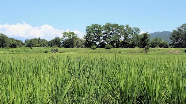 安曇野の田園風景 安曇野の田園風景 安曇野,夏,田んぼの写真素材