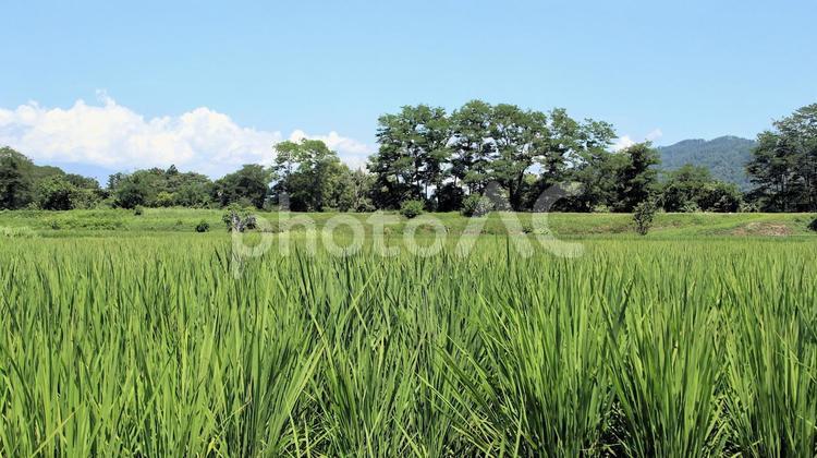 安曇野の田園風景 安曇野,夏,田んぼの写真素材