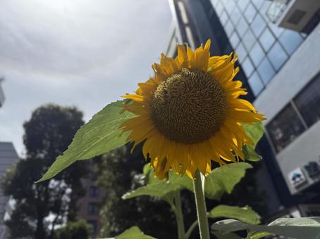 ビルの谷間のひまわり ビルの谷間のひまわり 花,ひまわり,ビルの写真素材