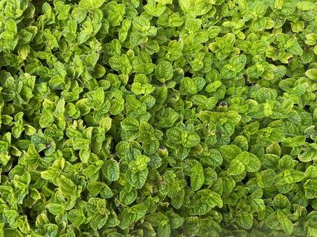 一面葉っぱの写真 草,野草,くさむらの写真素材