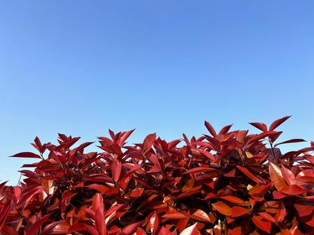 赤と空 赤と空 赤,空,レッドロビンの写真素材