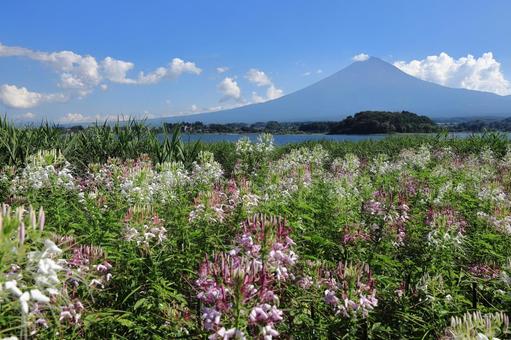 大石公園からの富士山 大石公園からの富士山 大石公園,富士山,山の写真素材