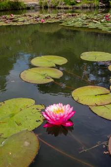 Photo, early summer, flower, water lily, 