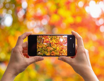 スマホで撮影する秋の紅葉 スマホで撮影する秋の紅葉の写真