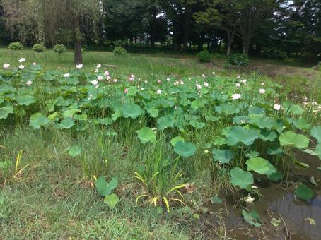 綺麗な蓮 綺麗な蓮の写真